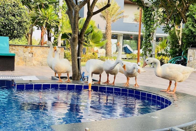 Krishna Riverside Resort Vasad Luaran gambar